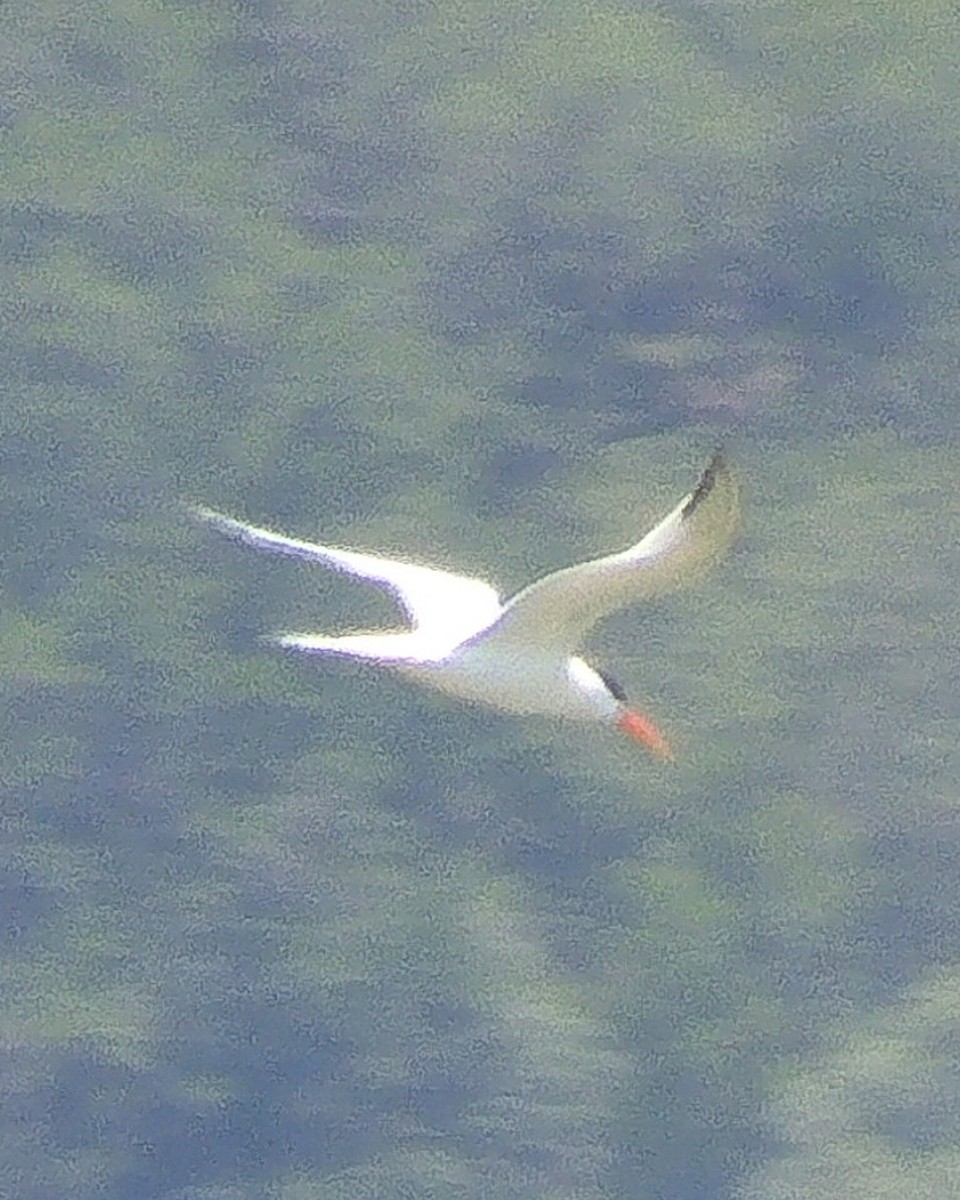 Elegant Tern - Gaby Serrano