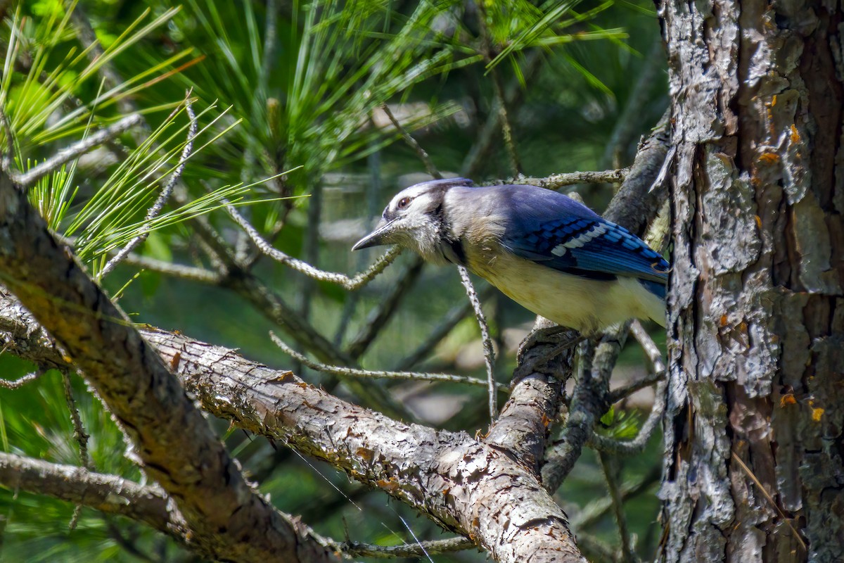 Blue Jay - Dennis Miller