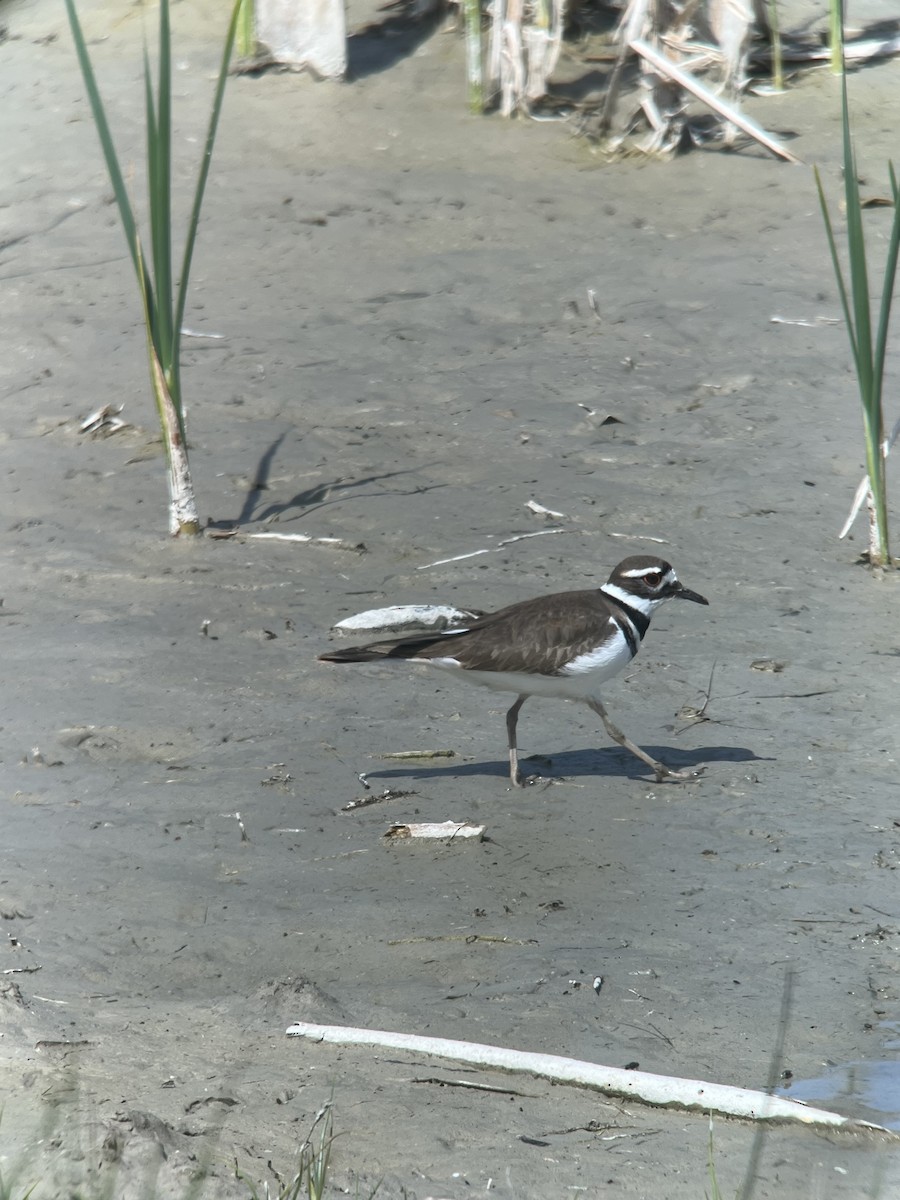 Killdeer - Ann Monk