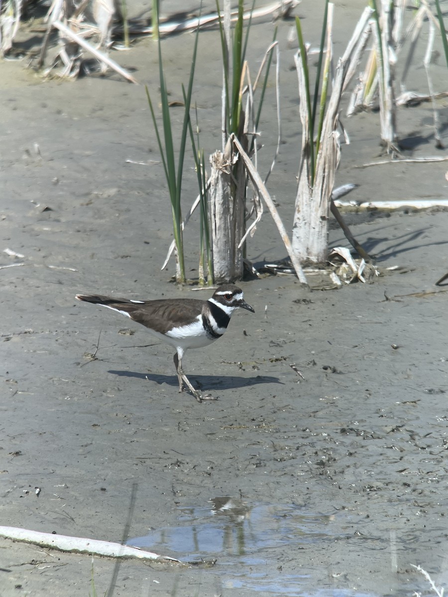 Killdeer - Ann Monk