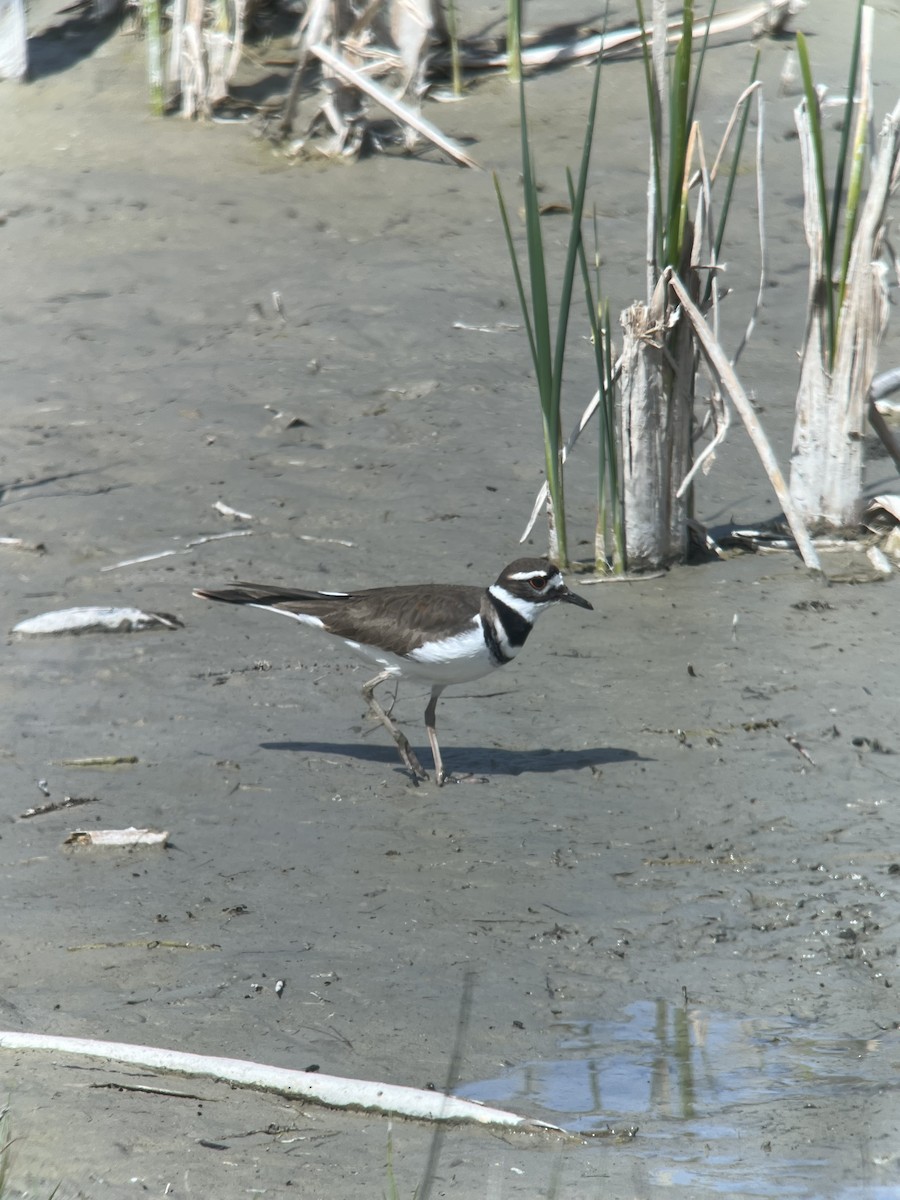 Killdeer - Ann Monk