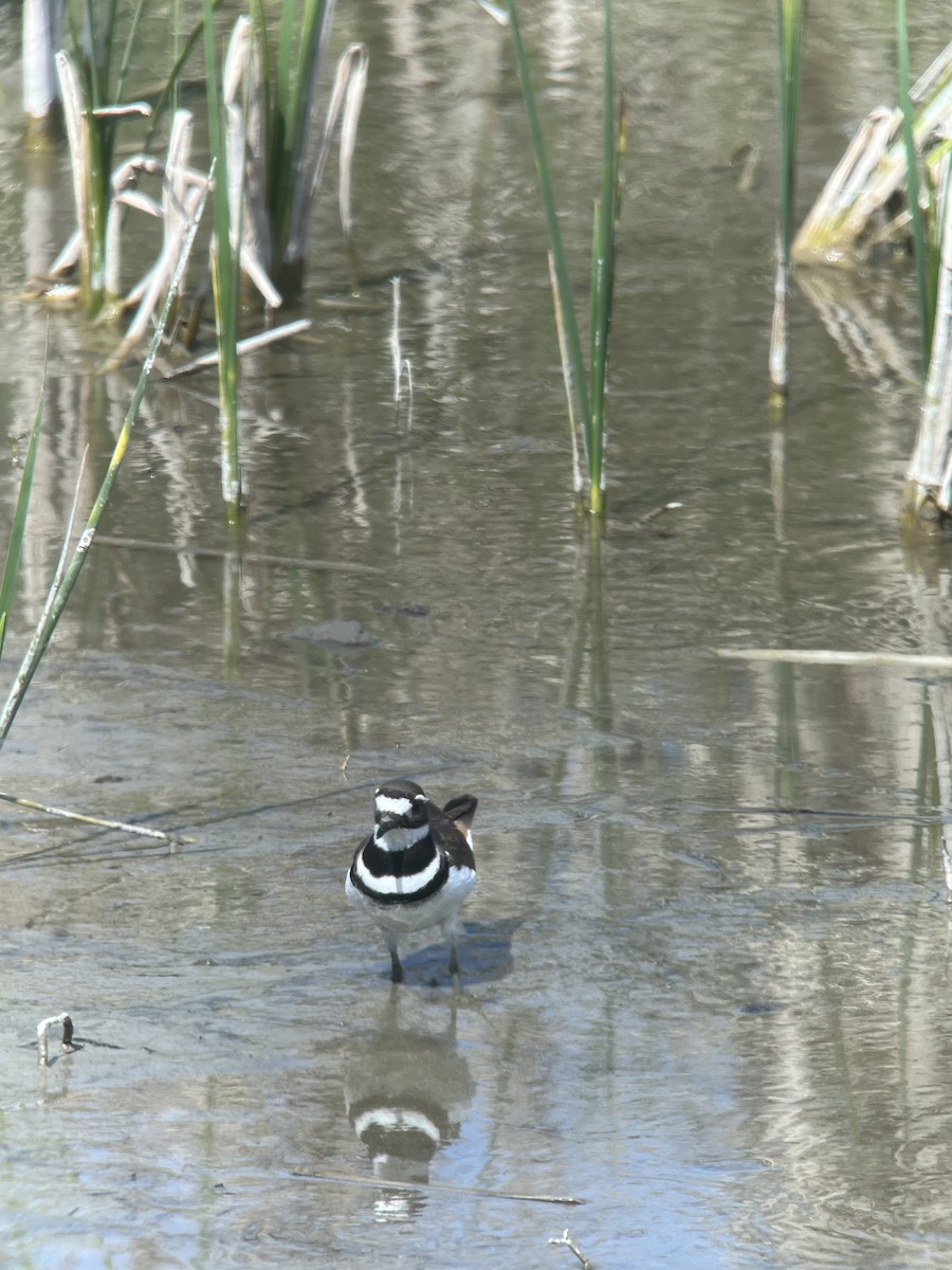 Killdeer - Ann Monk