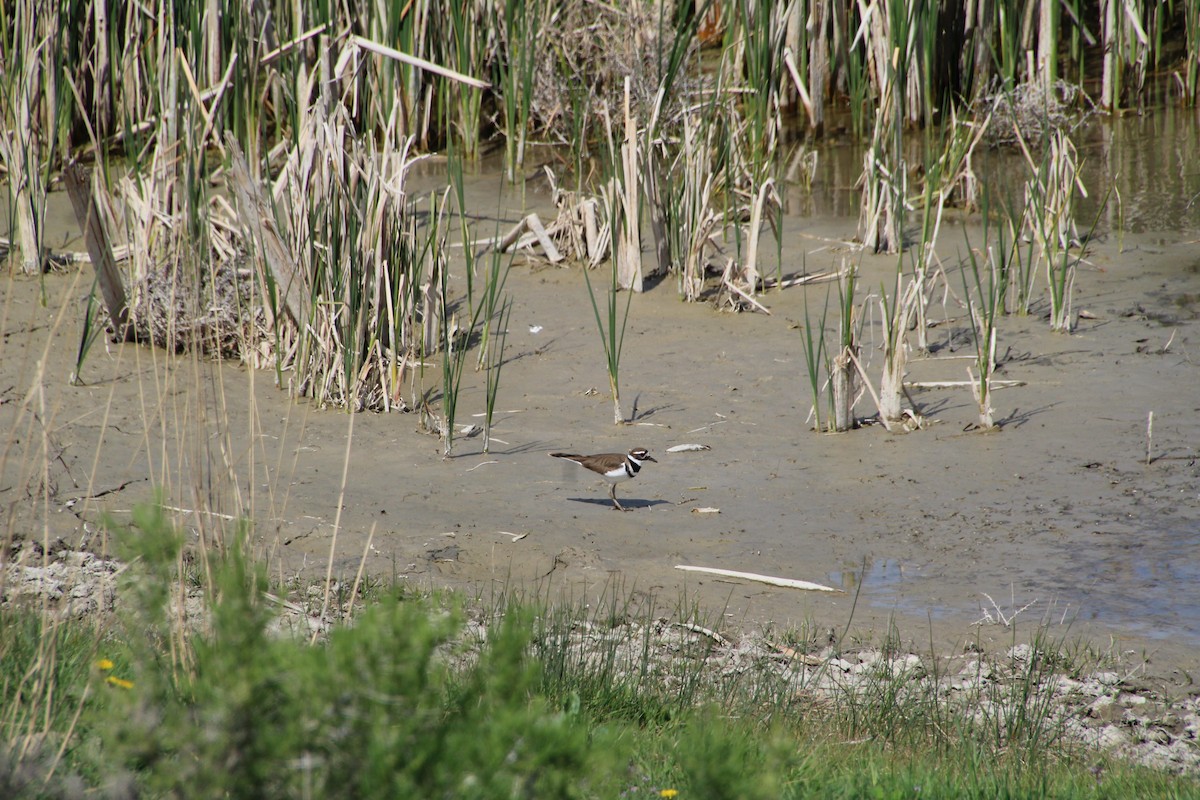 Killdeer - Ann Monk