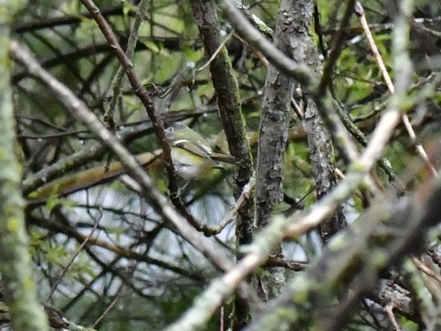 Blue-headed Vireo - Anonymous