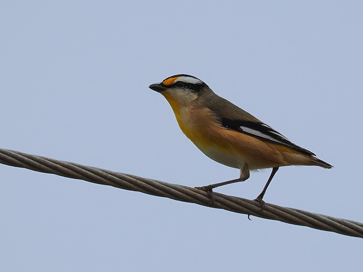 Striated Pardalote - Len and Chris Ezzy