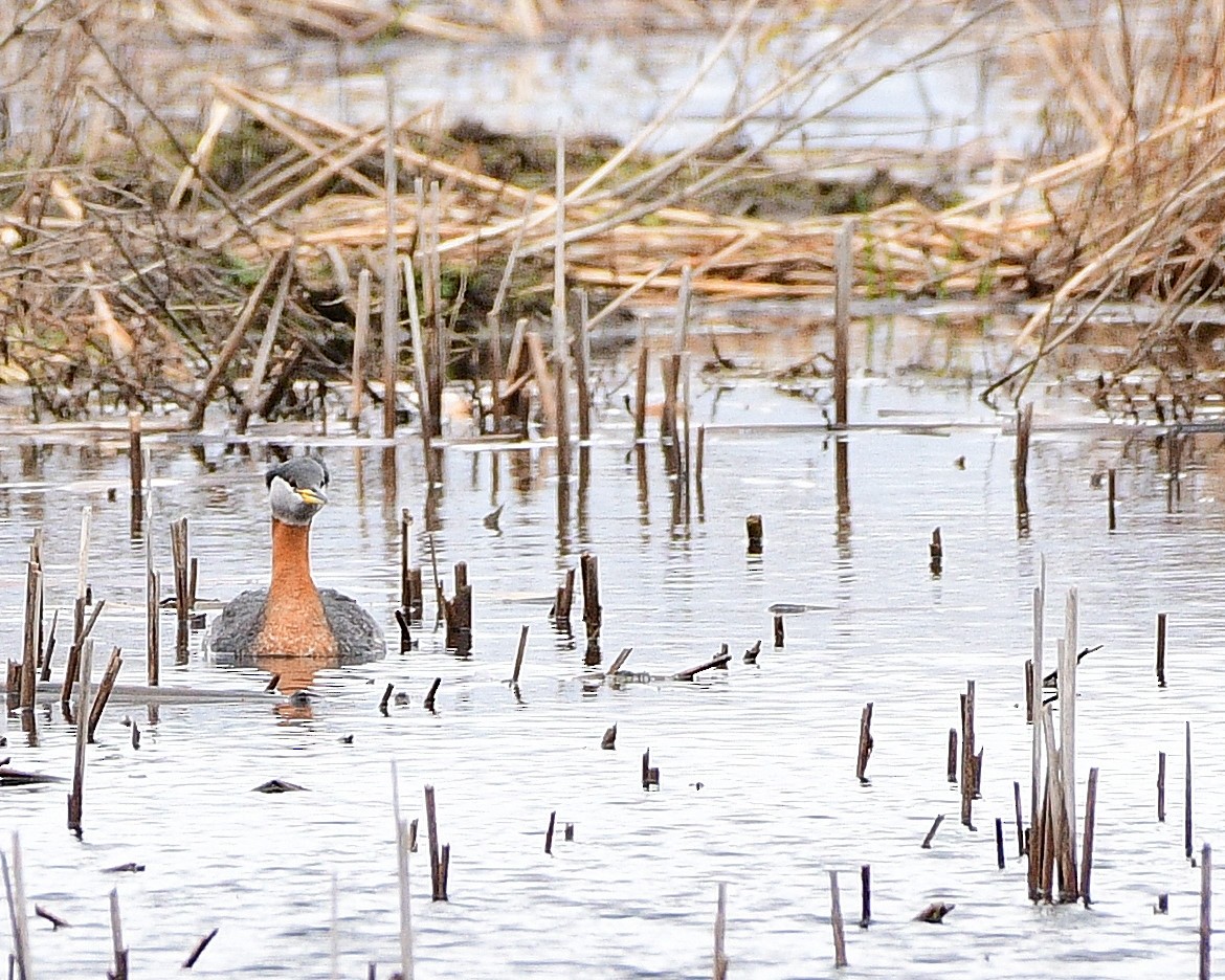 Red-necked Grebe - ML618066880