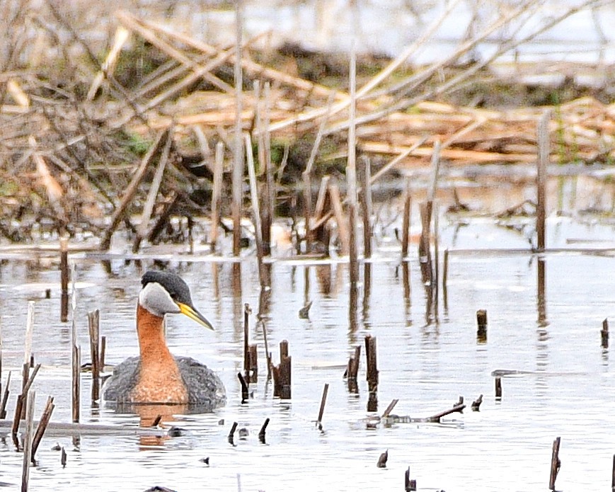 Red-necked Grebe - ML618066881