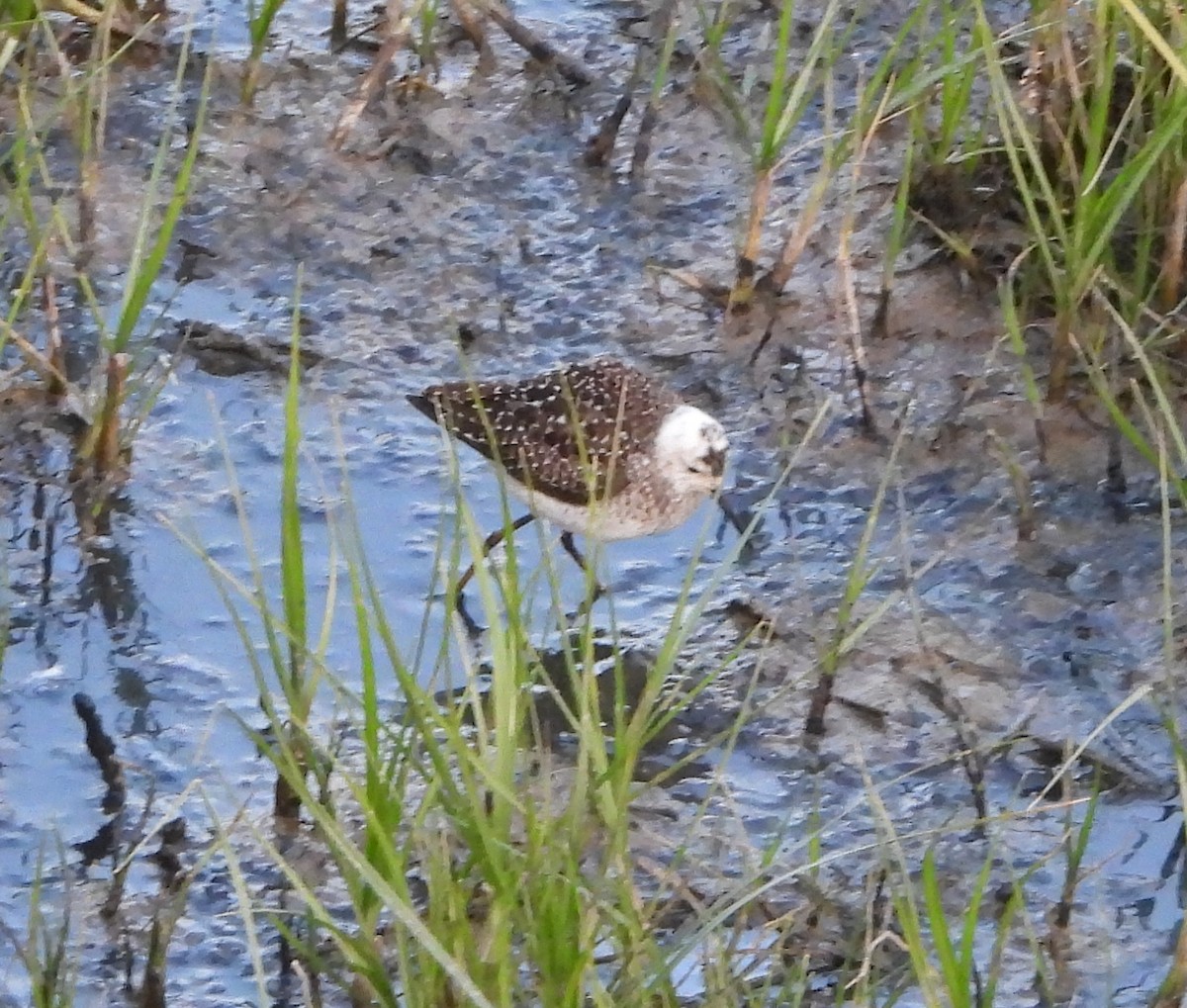 Bruchwasserläufer - ML618066900