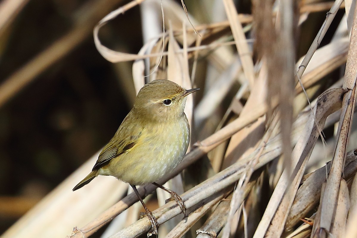 Common Chiffchaff - ML618066912