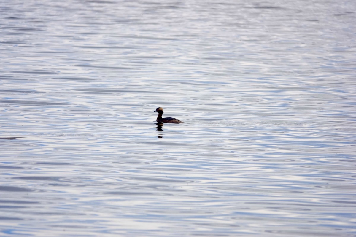 Horned Grebe - Kyle Fuchs