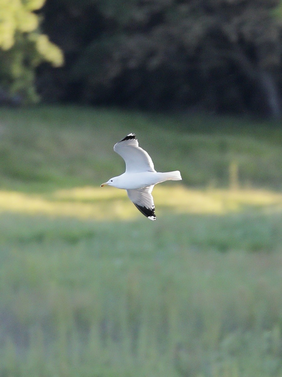 California Gull - Hampus Sandberg