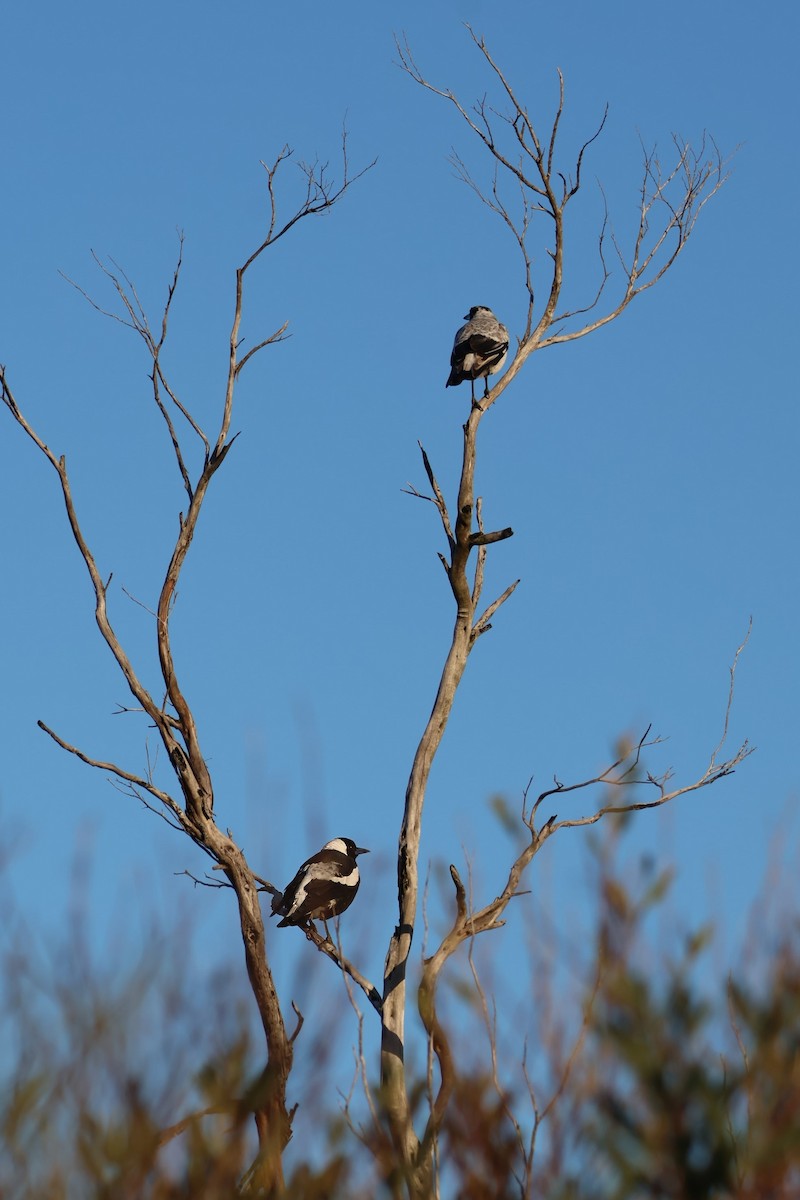 Australian Magpie - ML618066949