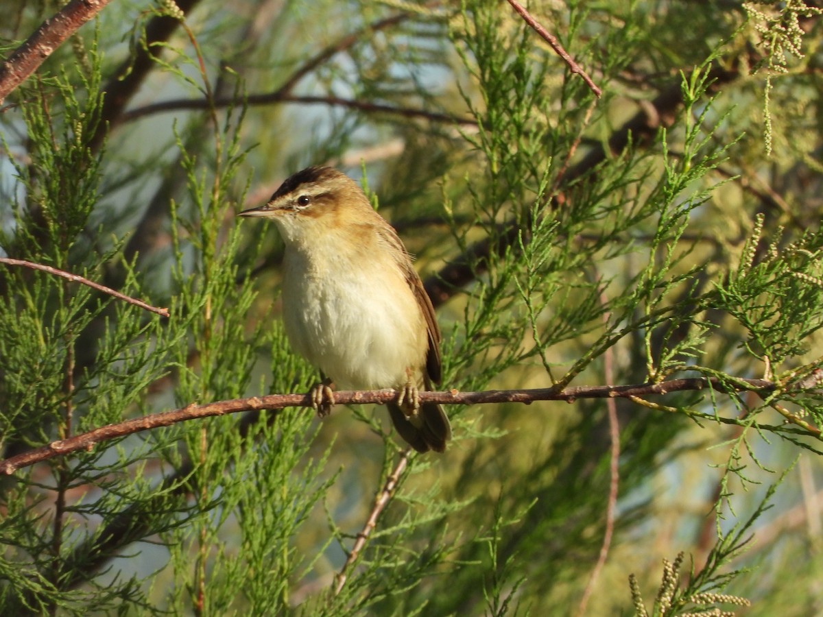 Sedge Warbler - Ramon Ruiz