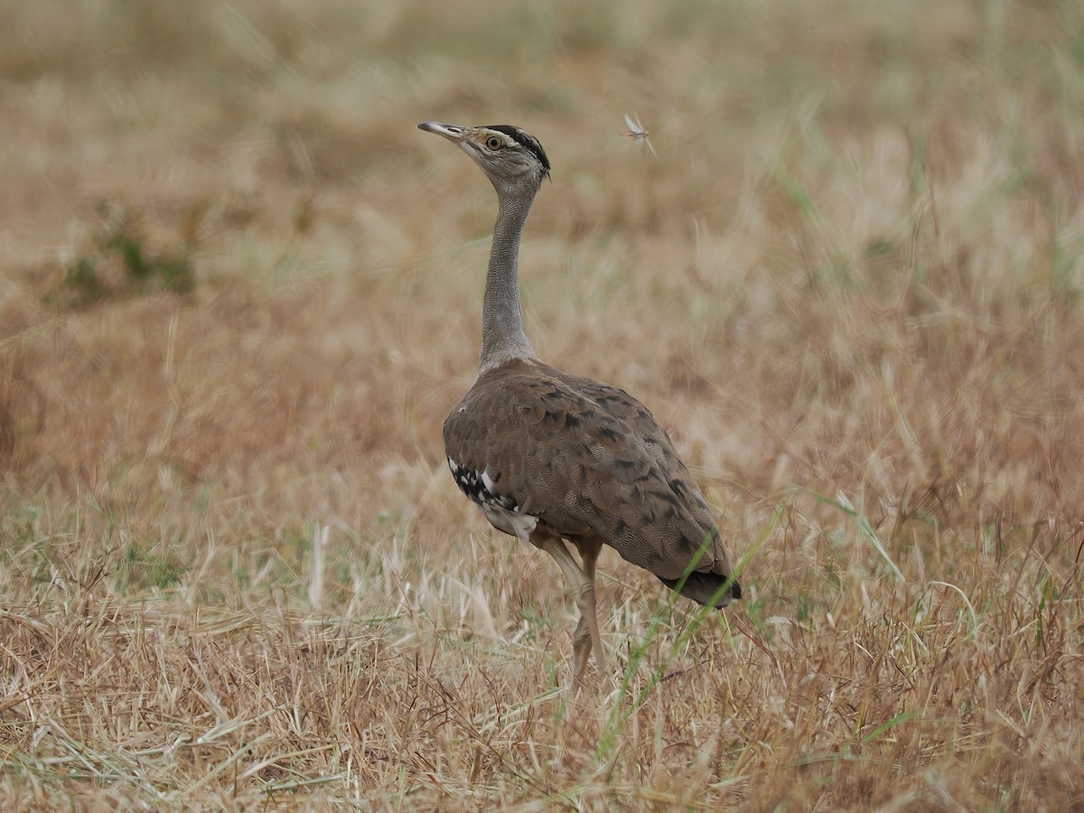 Australian Bustard - ML618066957