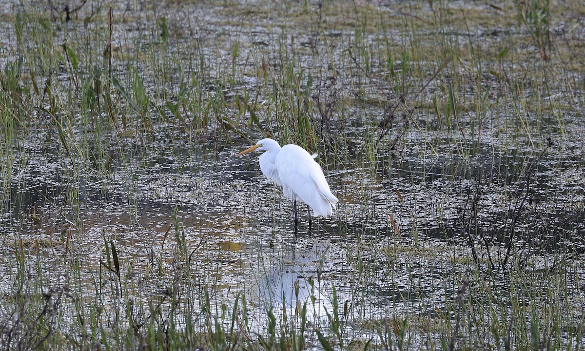 Great Egret - ML618066963