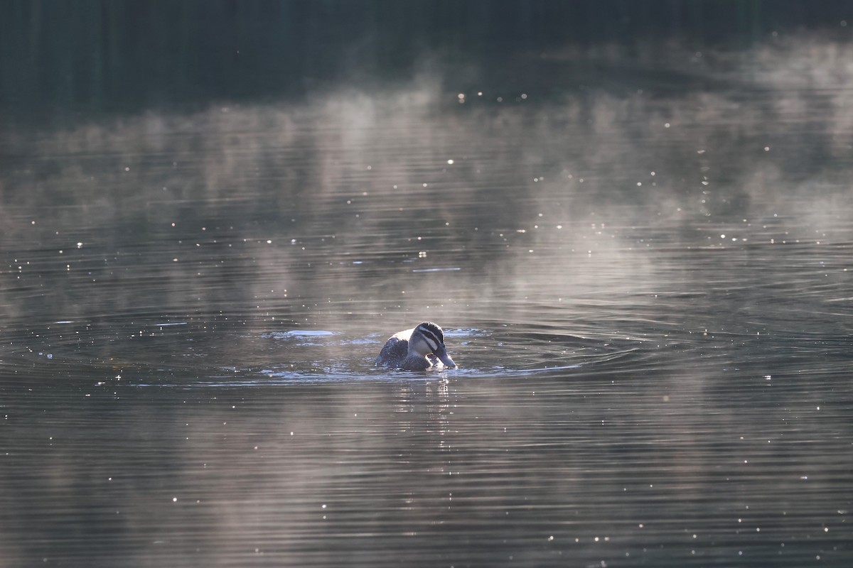 Pacific Black Duck - ML618066972