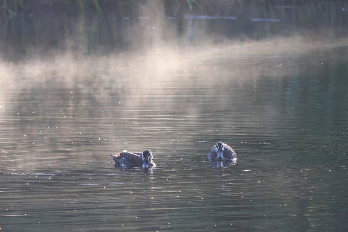 Pacific Black Duck - ML618066973