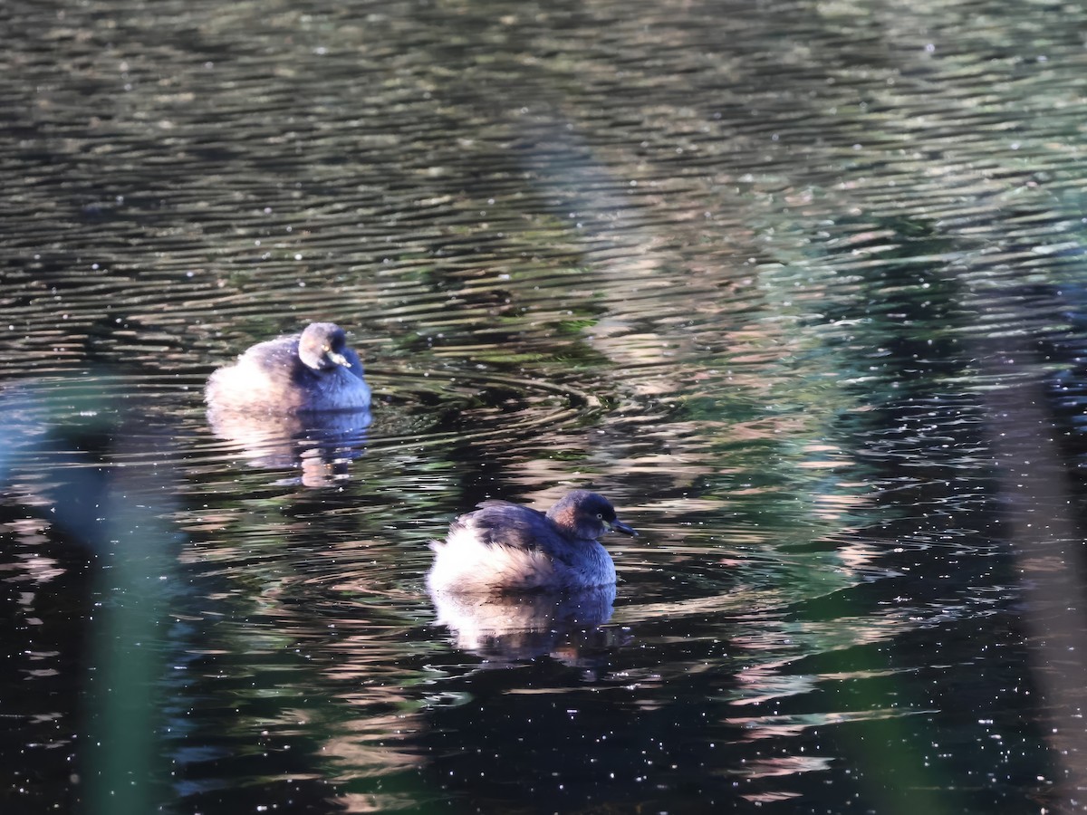 Australasian Grebe - ML618066979