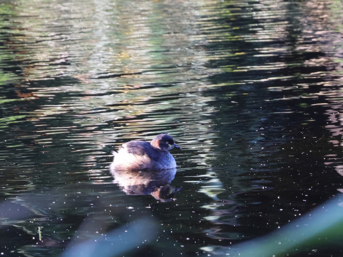 Australasian Grebe - ML618066980