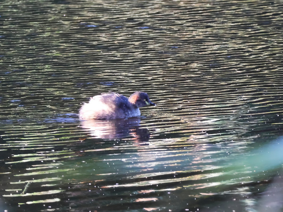 Australasian Grebe - ML618066981