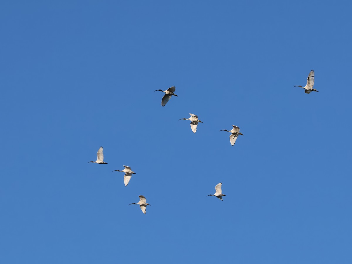 Australian Ibis - ML618066985