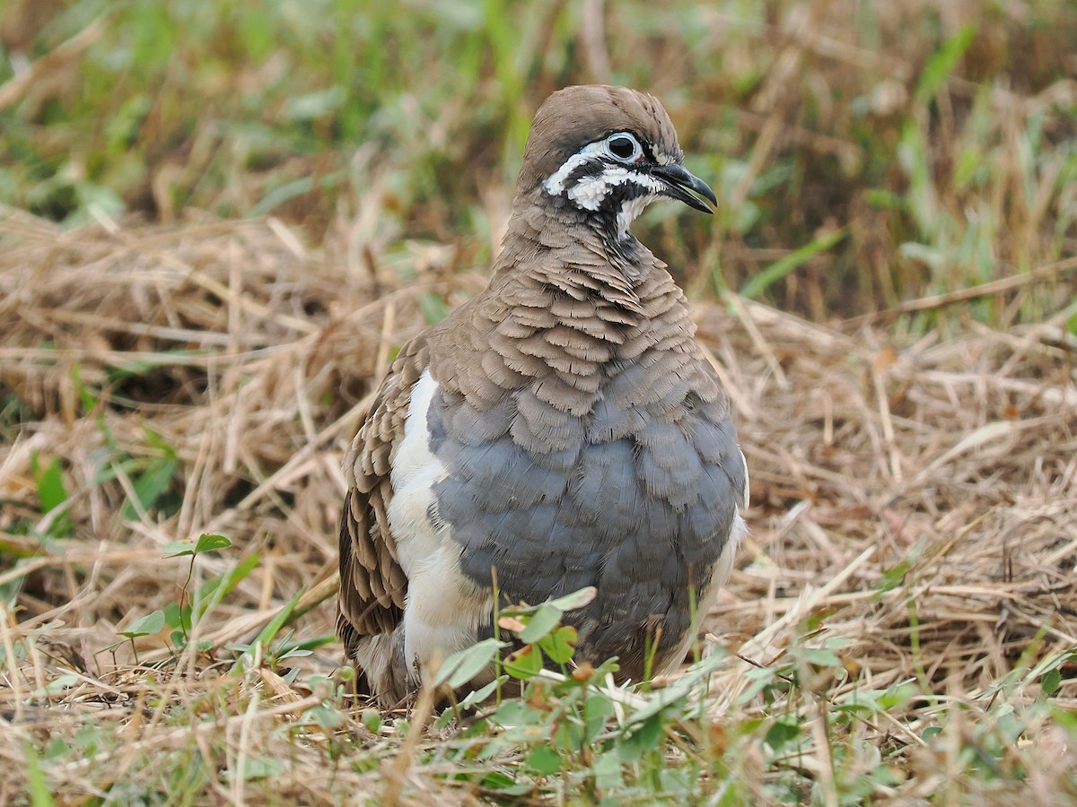 Colombine marquetée - ML618066991