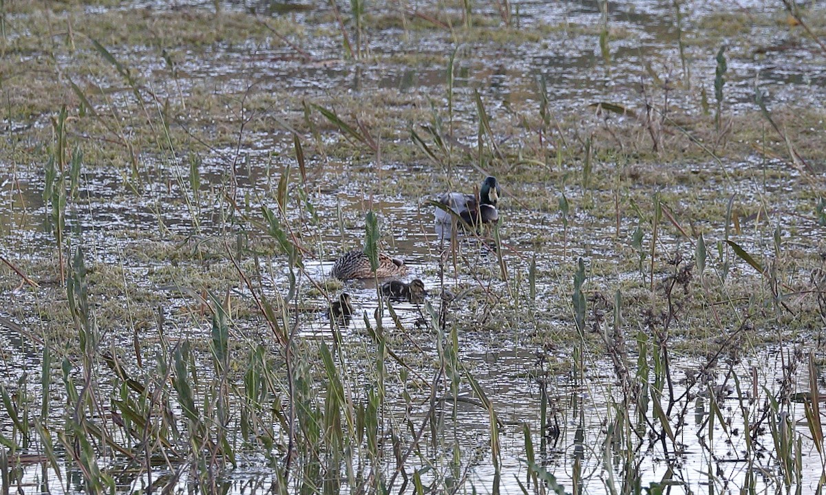 Canard colvert - ML618067016