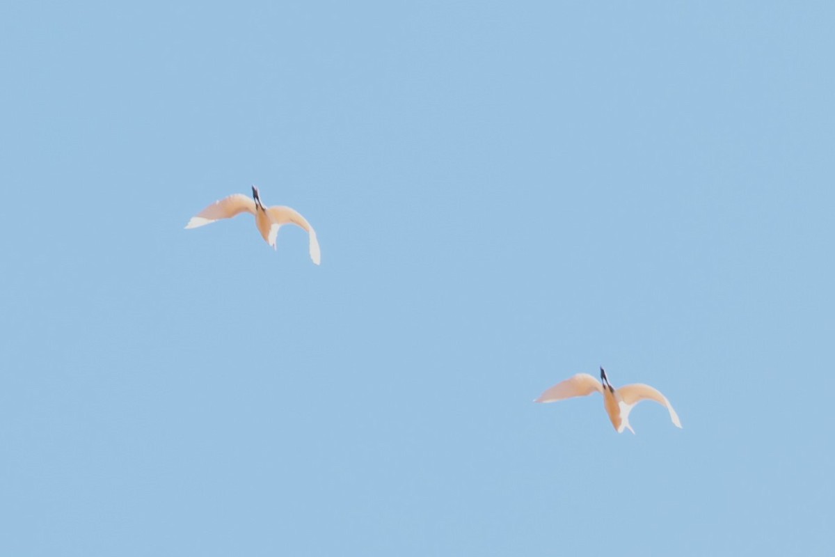 Great Egret - ML618067039