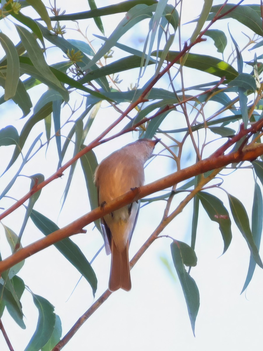 Golden Whistler - ML618067043