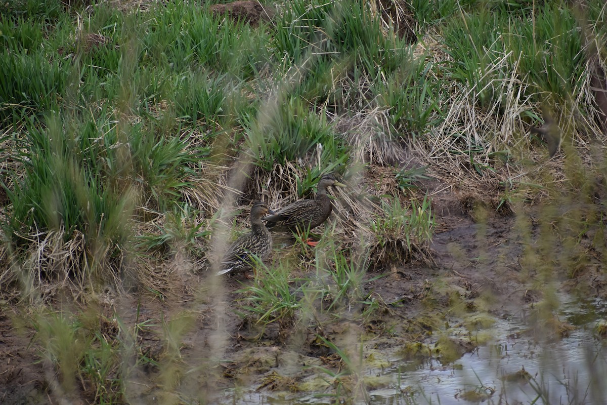 Mexican Duck - ML618067050