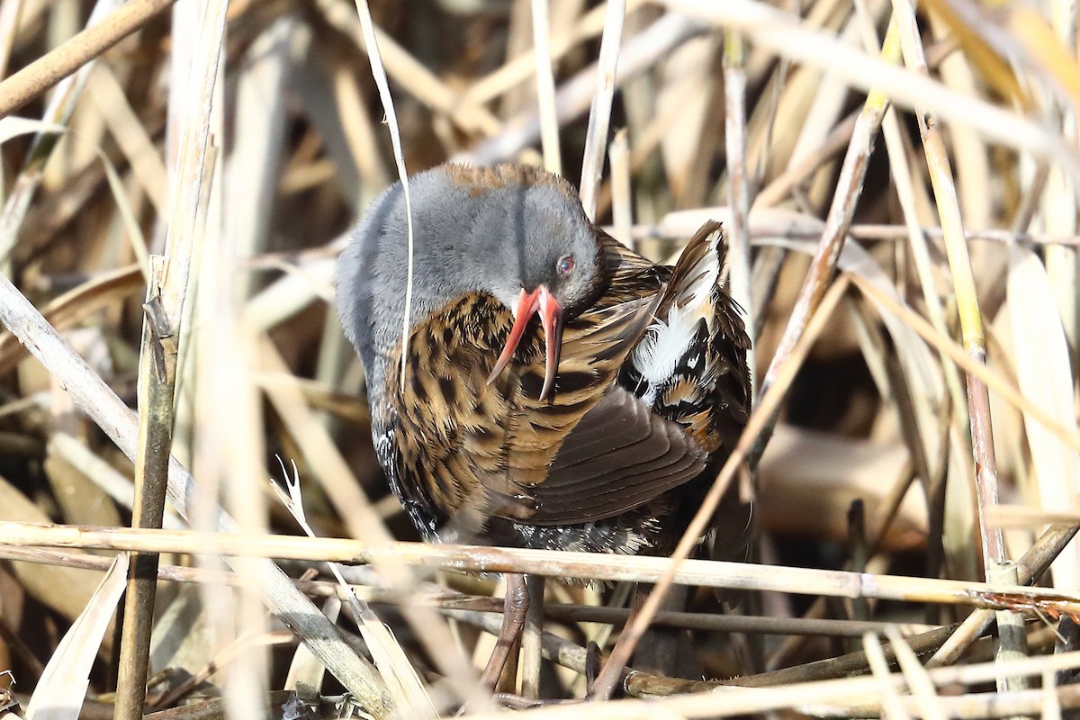 Water Rail - ML618067051