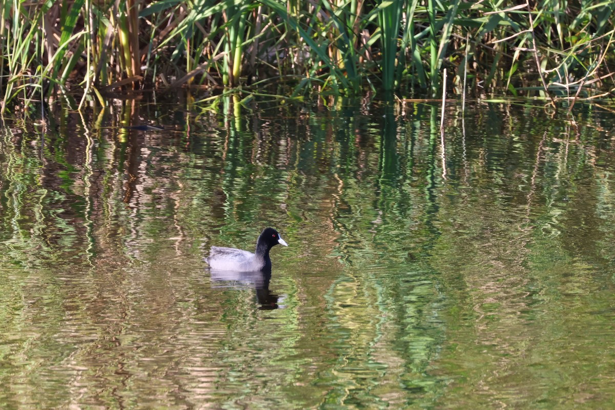 Eurasian Coot - ML618067065