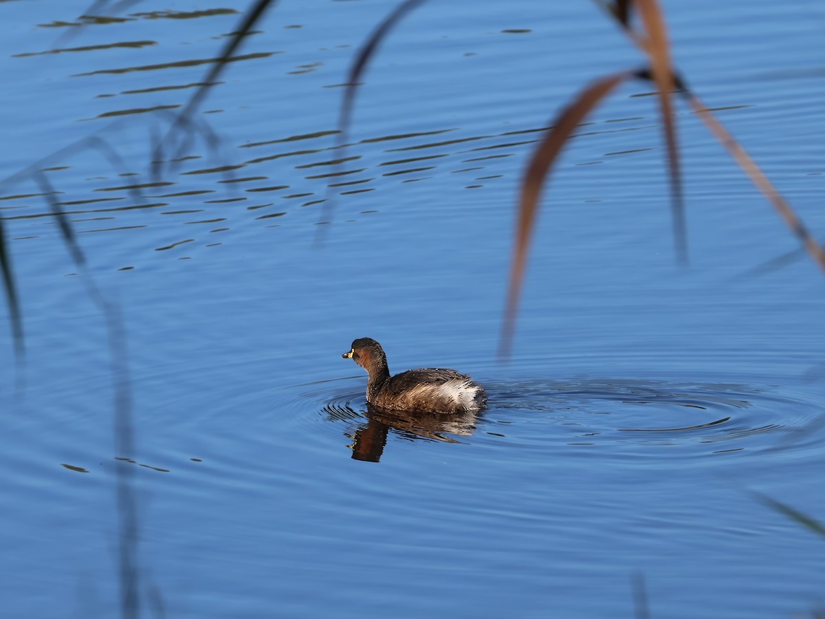 Australasian Grebe - ML618067068