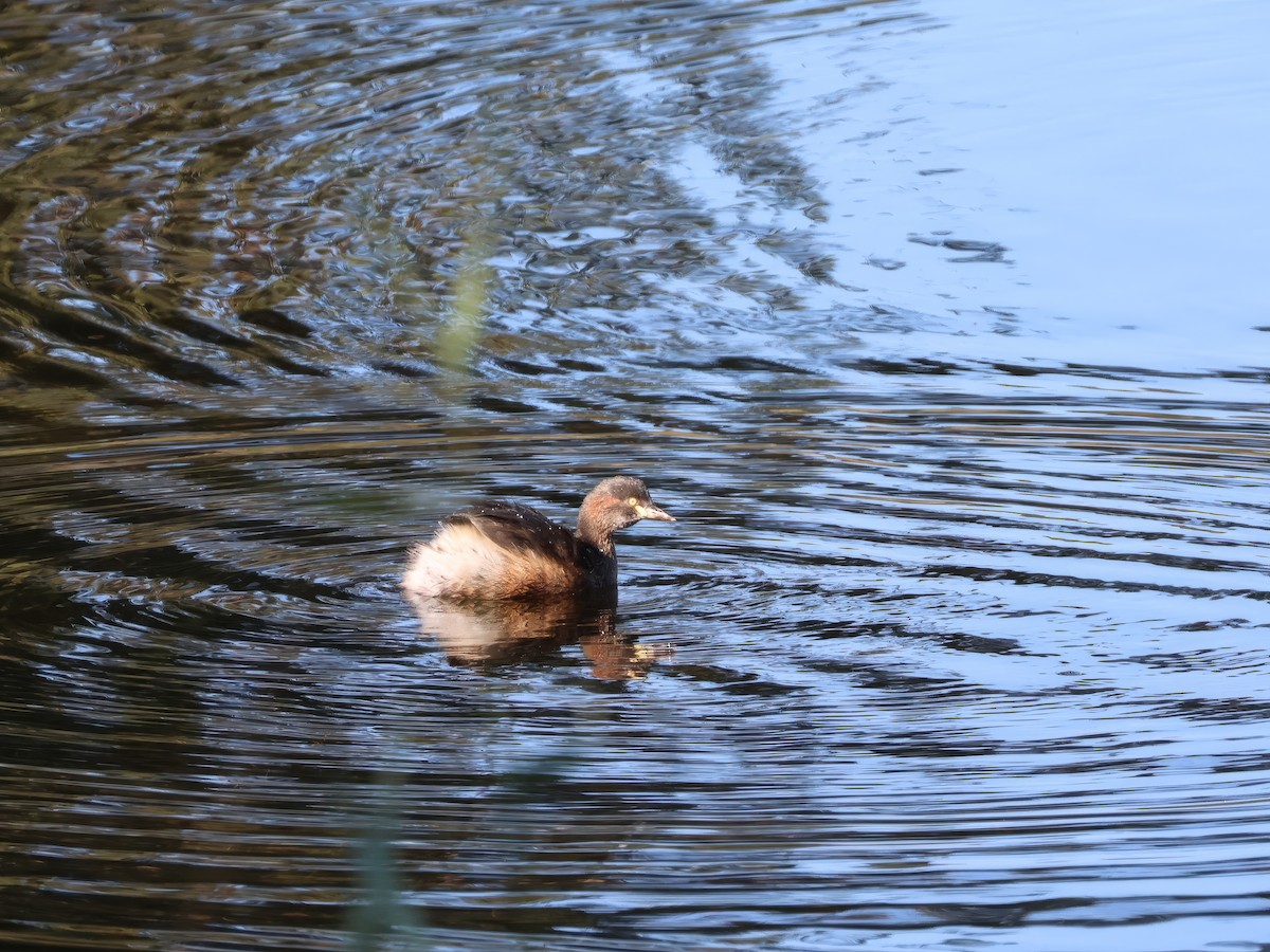 Australasian Grebe - ML618067069