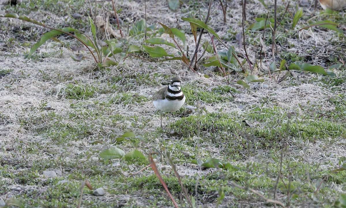 Killdeer - ML618067073