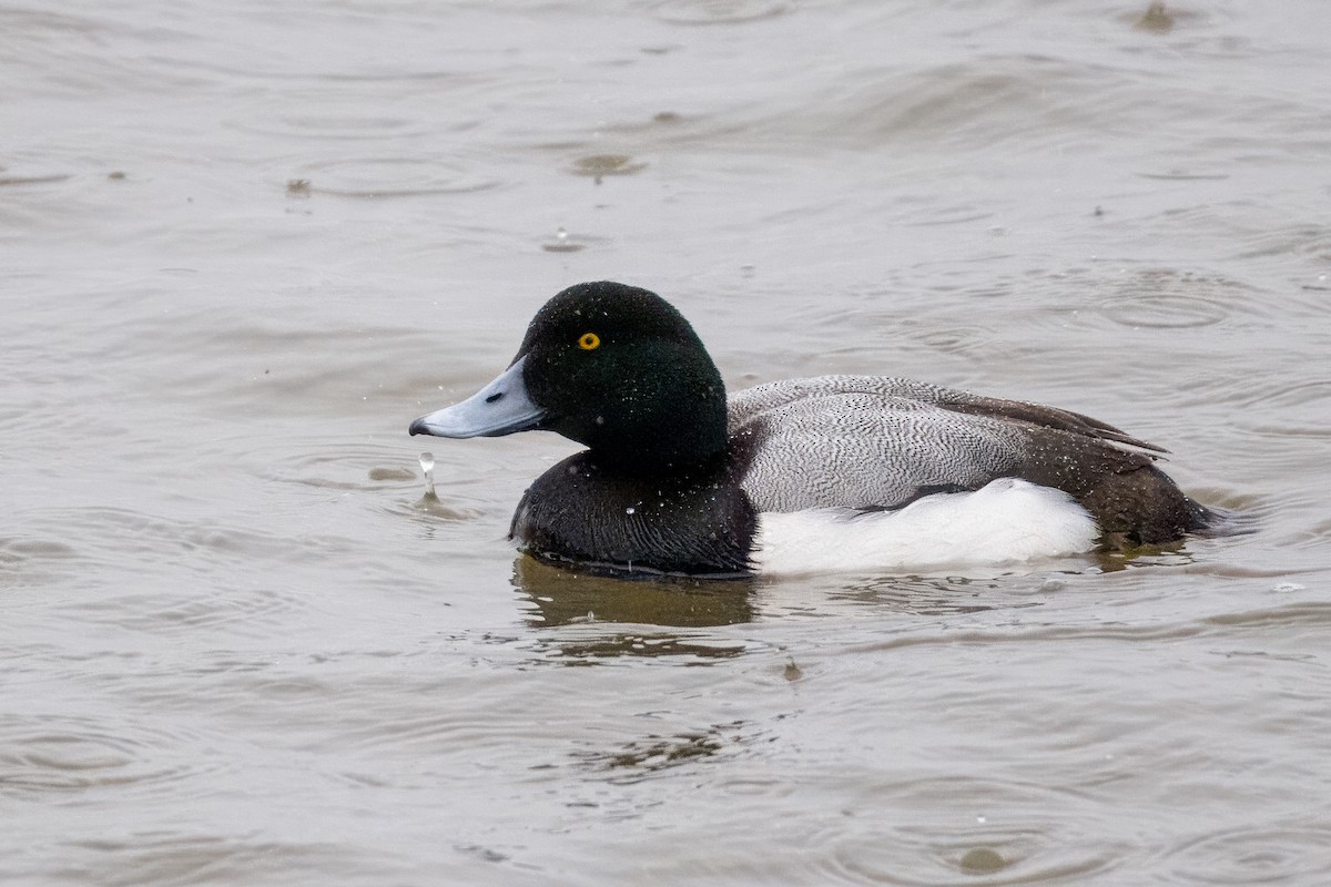 Greater Scaup - Ethan Denton