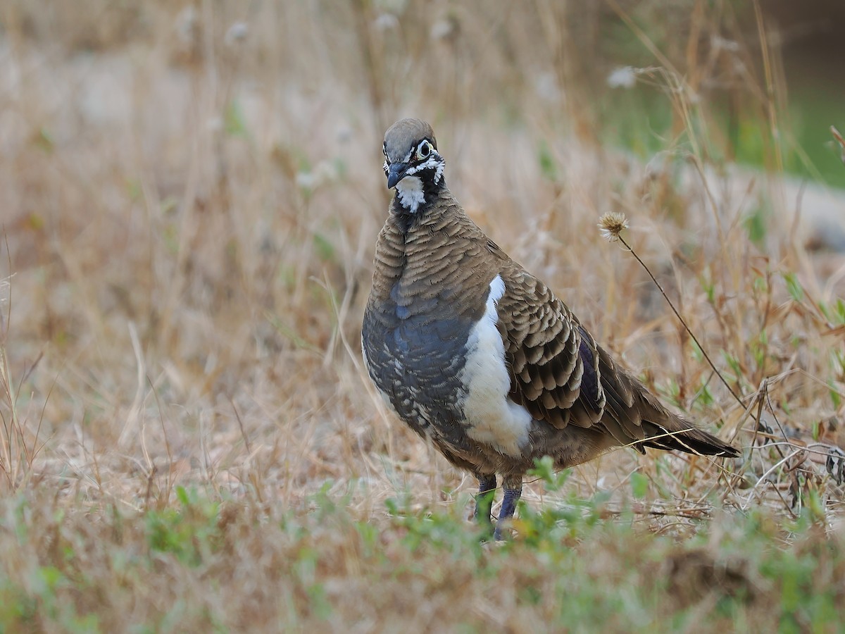 Squatter Pigeon - ML618067083