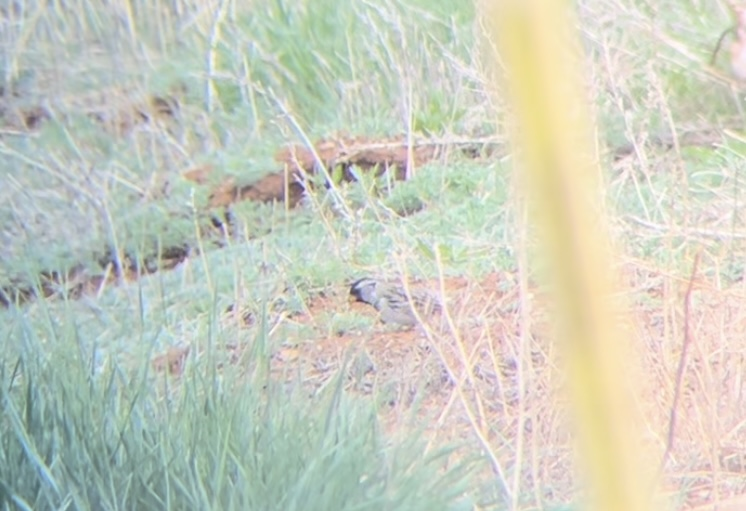 Harris's Sparrow - ML618067085