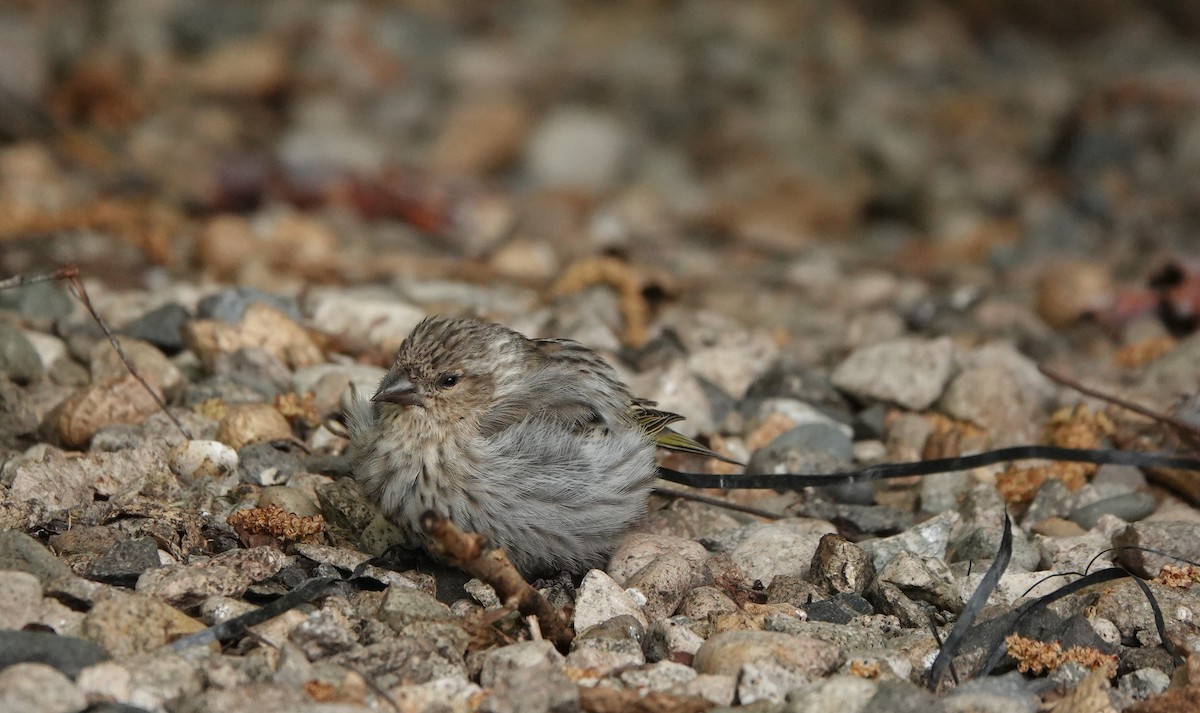 Pine Siskin - ML618067096