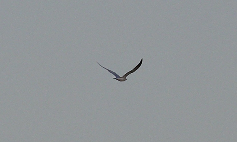 Caspian Tern - ML618067100