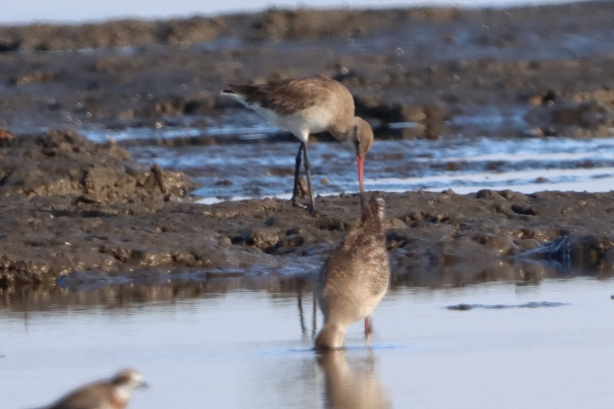 Black-tailed Godwit - David Morrison