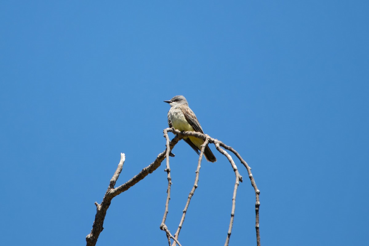 Western Kingbird - Sammy Cowell