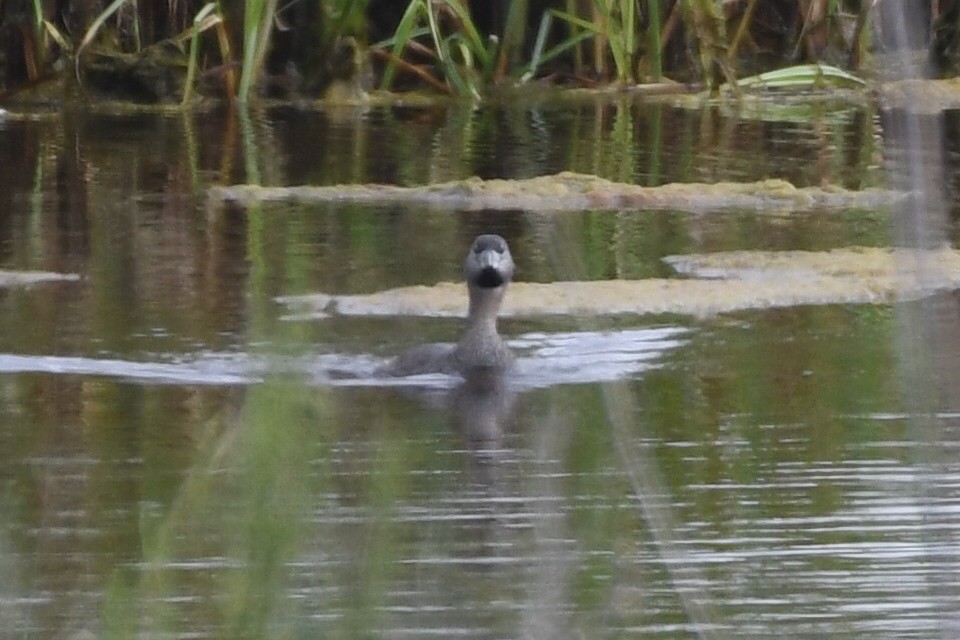 Pied-billed Grebe - Max Leibowitz