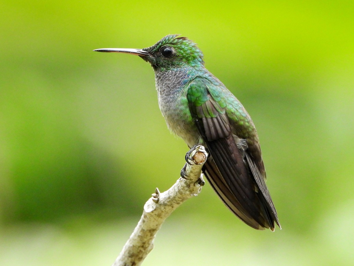 kolibřík modroprsý - ML618067185