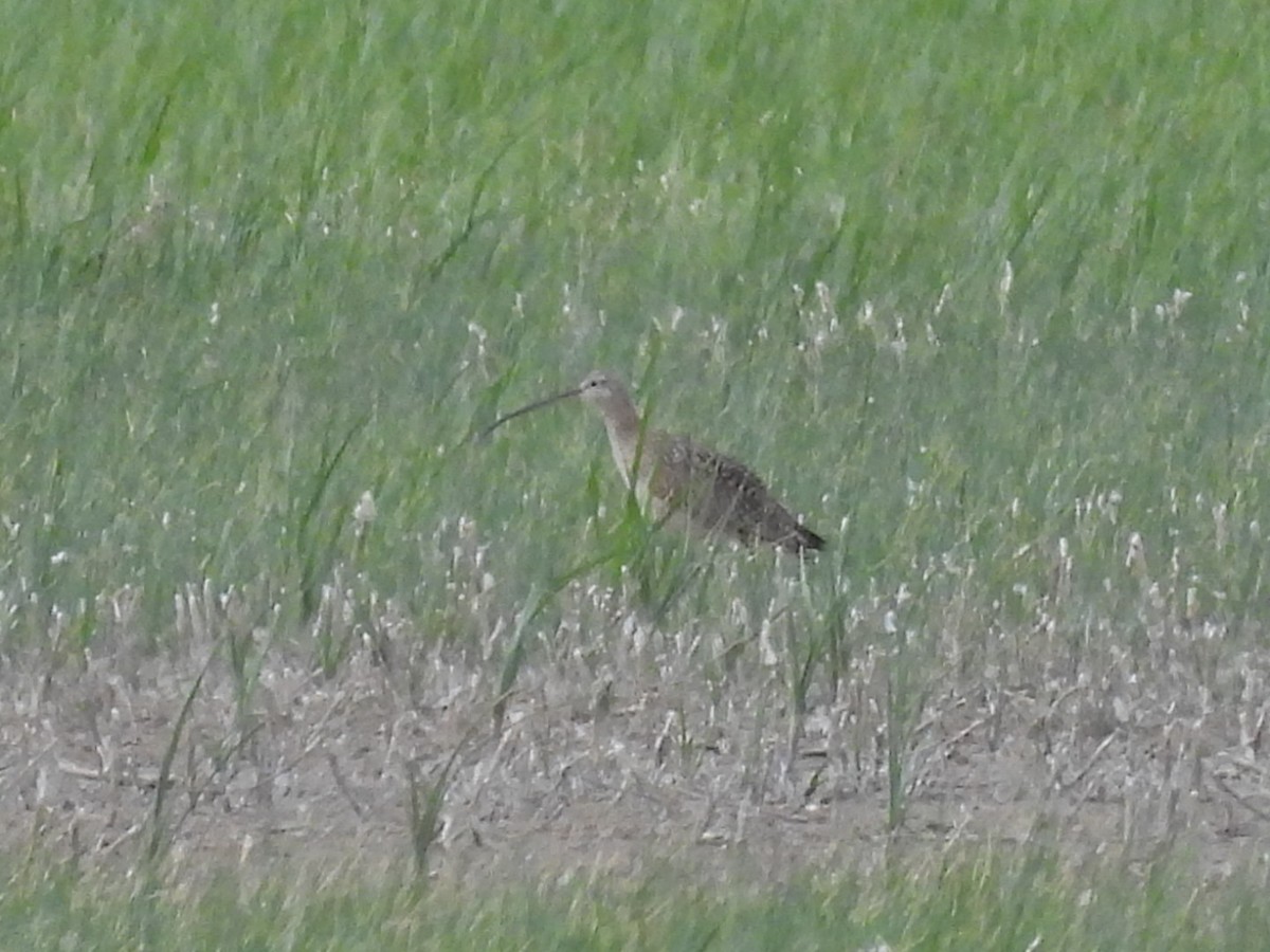 Long-billed Curlew - Sam Reitenour