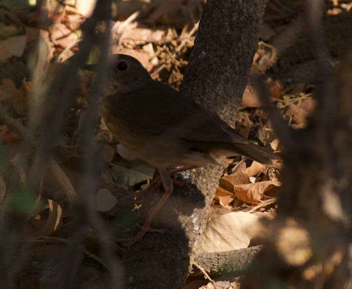 Indian Blue Robin - ML618067195