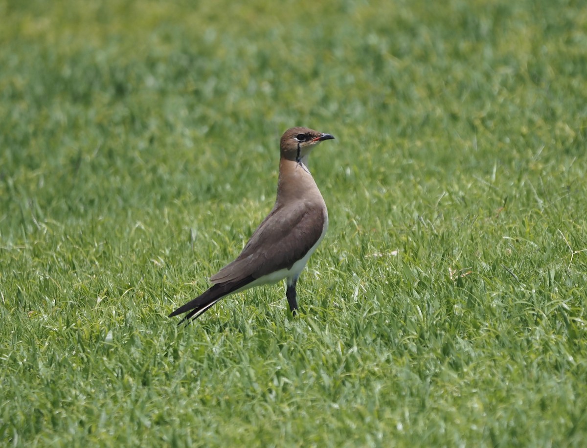 Black-winged Pratincole - ML618067223