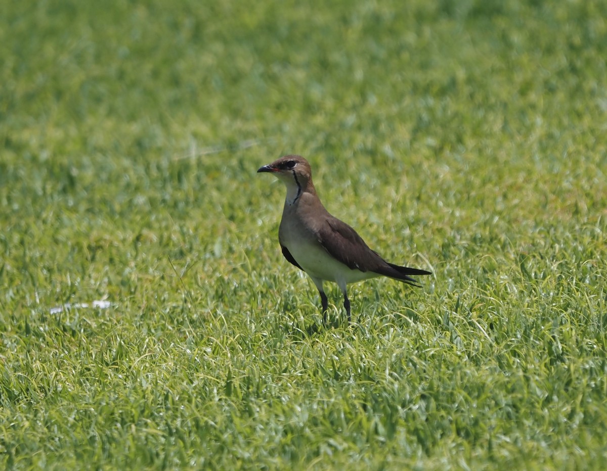 Black-winged Pratincole - Paul Jaquith