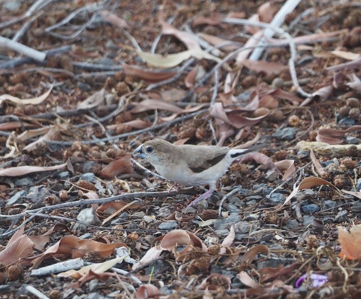 Indian Silverbill - ML618067241