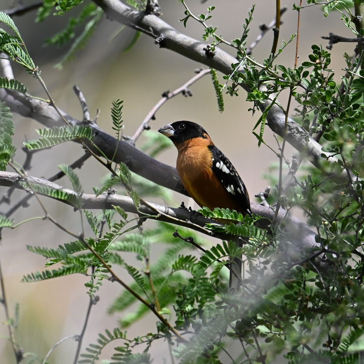 Black-headed Grosbeak - ML618067246